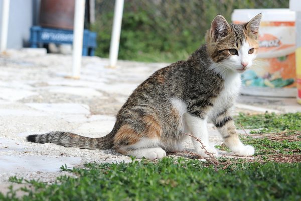 Comment la pollution sonore impacte-t-elle la communication animale ?