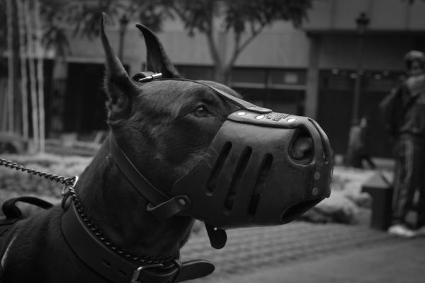 Les meilleures muselières pour chiens : allier confort et sécurité